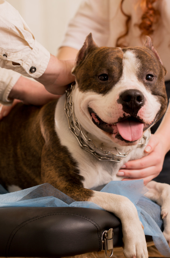terapia reiki para mascotas medellin y santa elena