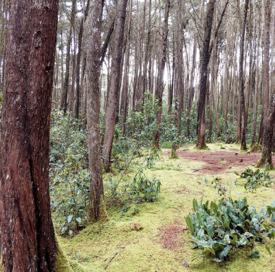 terapia sananda reiki en medellin y santa elena